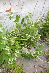 Taraxacum officinale