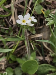 Androsace chamaejasme