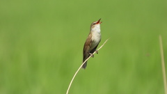 Acrocephalus arundinaceus