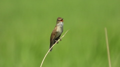 Acrocephalus arundinaceus
