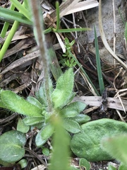 Androsace chamaejasme