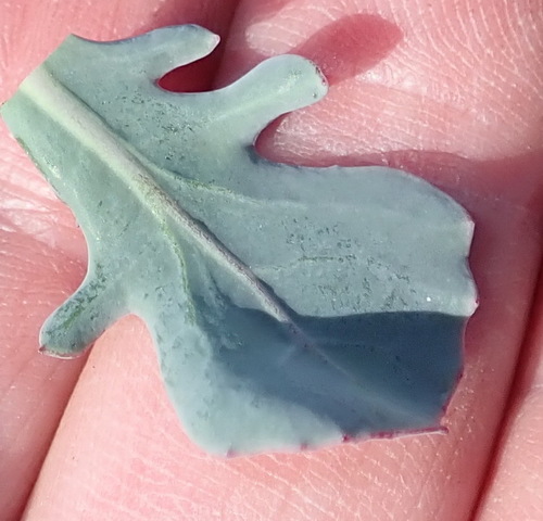 Othonna nigromontana