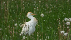 Bubulcus ibis