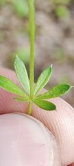 Galium uliginosum