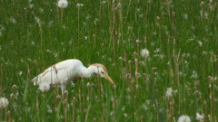 Bubulcus ibis