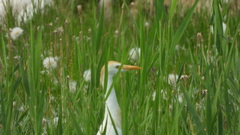 Bubulcus ibis