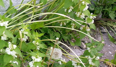 Taraxacum officinale