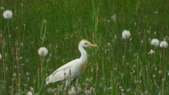 Bubulcus ibis