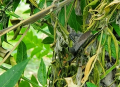 Acanthocephala thomasi