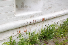 Taraxacum officinale