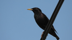 Sturnus vulgaris
