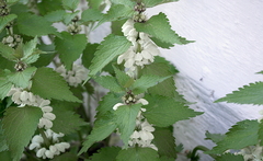 Lamium album