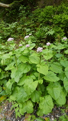 Valeriana pyrenaica