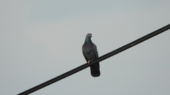 Columba livia