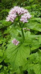 Valeriana pyrenaica