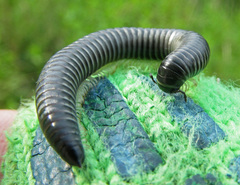 Rossiulus kessleri