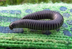 Rossiulus kessleri