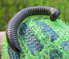 Rossiulus kessleri