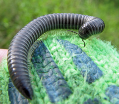 Rossiulus kessleri