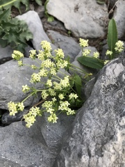 Galium megalospermum
