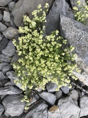 Galium megalospermum