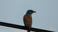 Coracias garrulus
