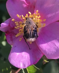 Trichiotinus assimilis