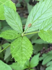 Rilaena triangularis