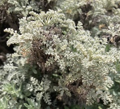 Artemisia caerulescens