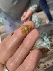 Prostheceraeus crozieri