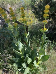Gentiana lutea lutea
