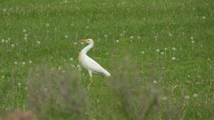 Bubulcus ibis