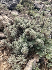 Artemisia caerulescens