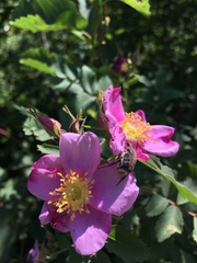 Trichiotinus assimilis