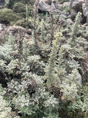 Artemisia caerulescens