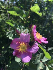 Trichiotinus assimilis