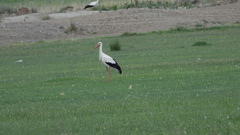 Ciconia ciconia