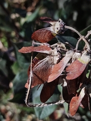 Banisteriopsis malifolia
