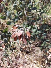 Banisteriopsis malifolia