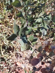 Banisteriopsis malifolia