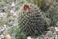 Coryphantha delicata