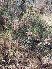 Banisteriopsis malifolia