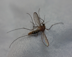 Culex pipiens