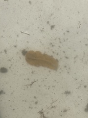 Prostheceraeus crozieri