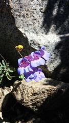 Penstemon azureus