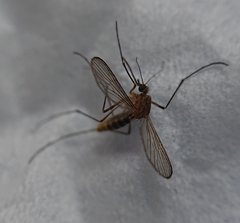 Culex pipiens
