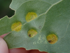 Phyllocoptes didelphis