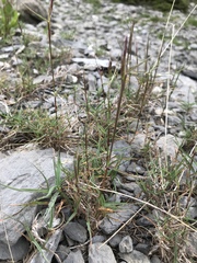 Trisetum distichophyllum