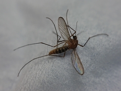 Culex pipiens