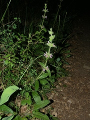Stachys heraclea